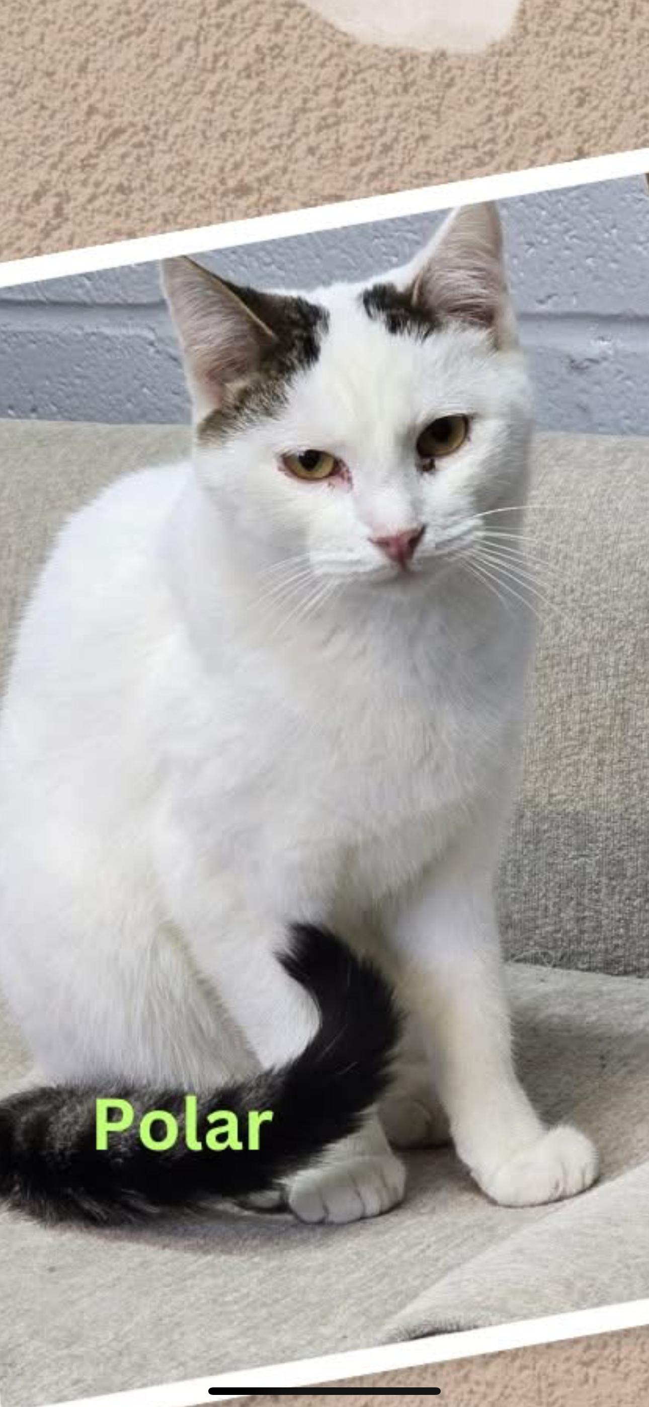 Enlarge Polar, a Adoptable Domestic Short Hair in Hermitage, PA image 1/6