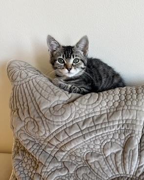 Sue Sue (bonded with Axel), Adopted, Young Female Domestic Short Hair.