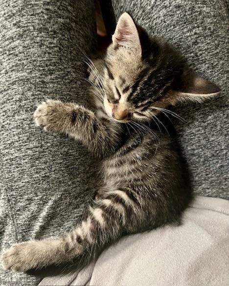 Sue Sue (bonded with Axel), a Adopted Domestic Short Hair in San Francisco, CA image 3/6