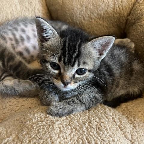 Sue Sue (bonded with Axel), a Adopted Domestic Short Hair in San Francisco, CA image 5/6