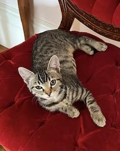 Sue Sue (bonded with Axel), a Adopted Domestic Short Hair in San Francisco, CA image 6/6