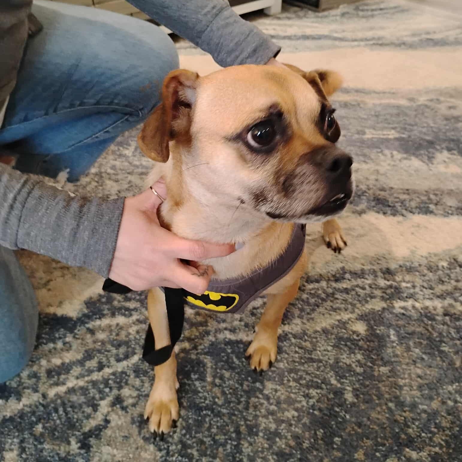 Enlarge Bugle, an adoptable mixed breed in Zuni, VA image 1/6