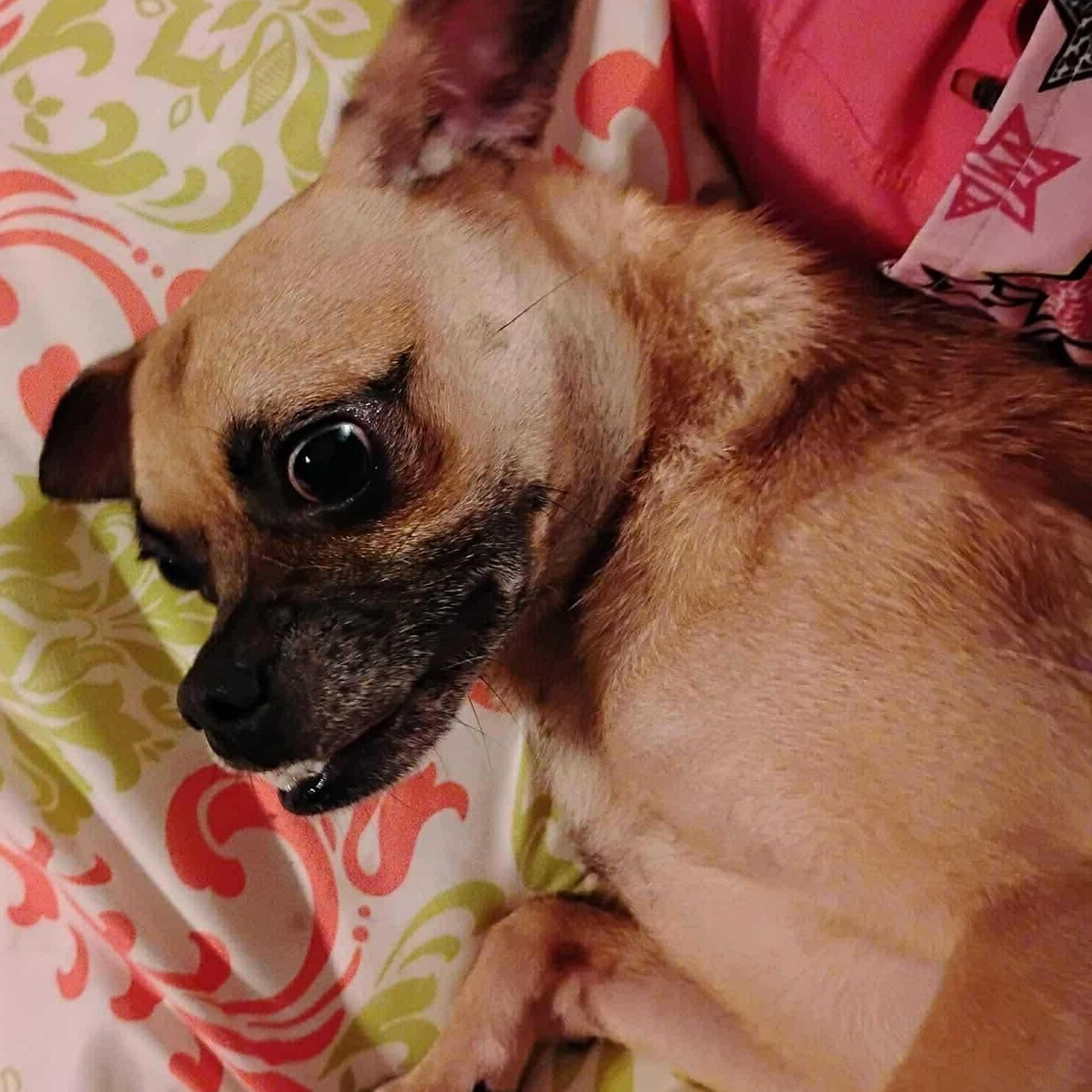 Enlarge Bugle, an adopted mixed breed in Wilmington , NC image 3/5