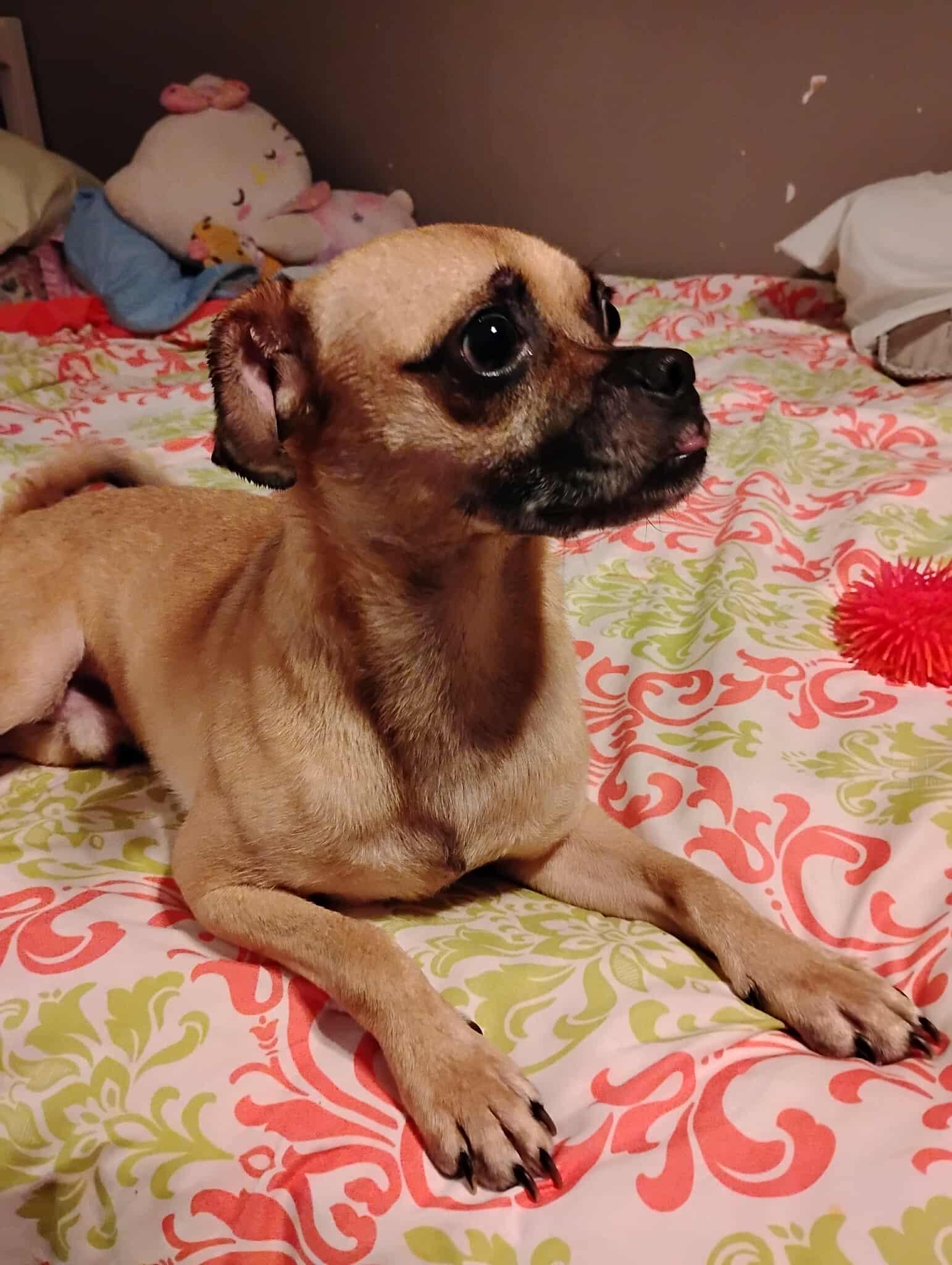 Enlarge Bugle, an adopted mixed breed in Wilmington , NC image 4/5