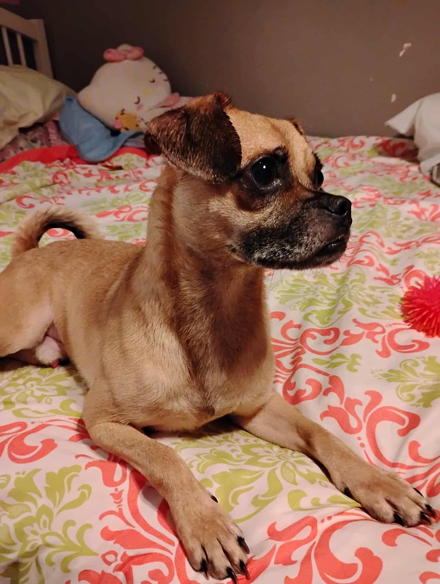 Enlarge Bugle, an adopted mixed breed in Wilmington , NC image 2/5