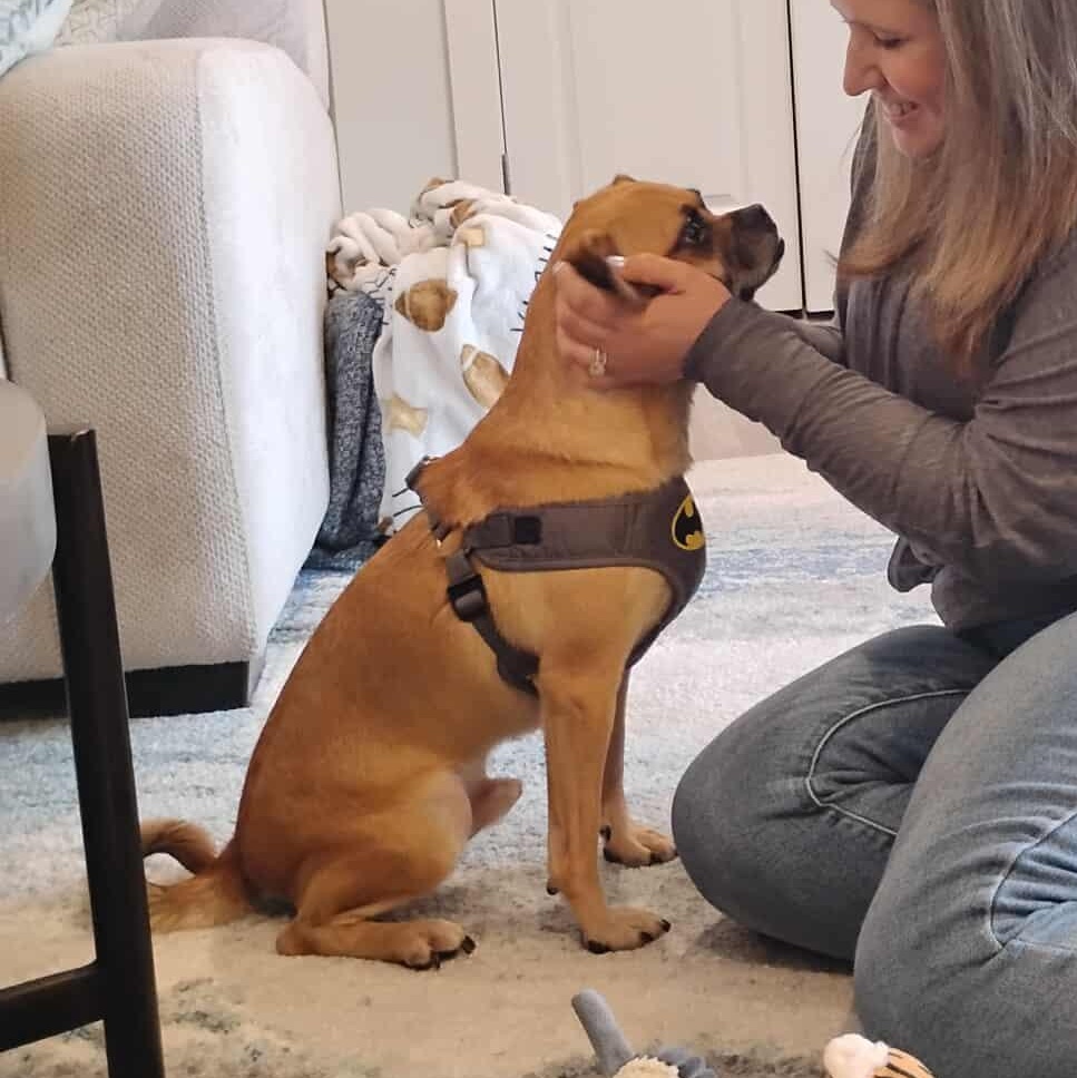 Enlarge Bugle, an adoptable mixed breed in Zuni, VA image 2/6