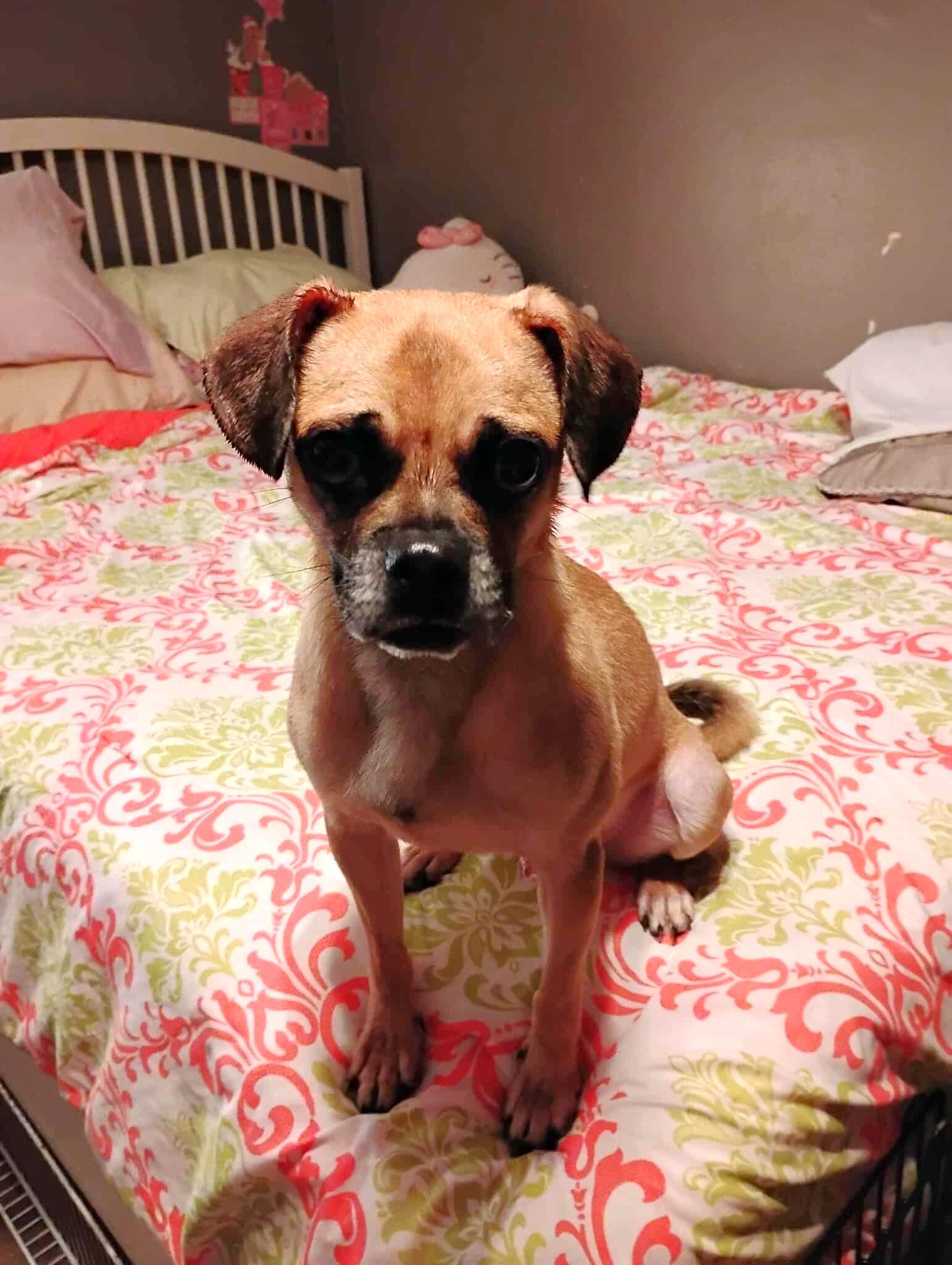 Enlarge Bugle, an adopted mixed breed in Wilmington , NC image 1/5