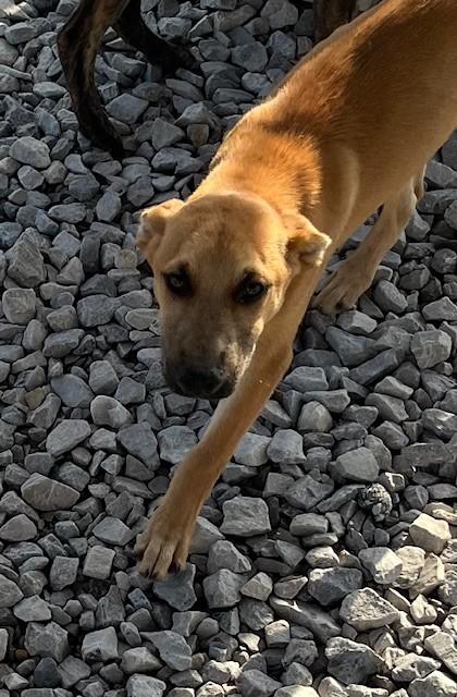 Enlarge Molokai, a ADOPTABLE mixed breed in New Roads, LA image 1/1