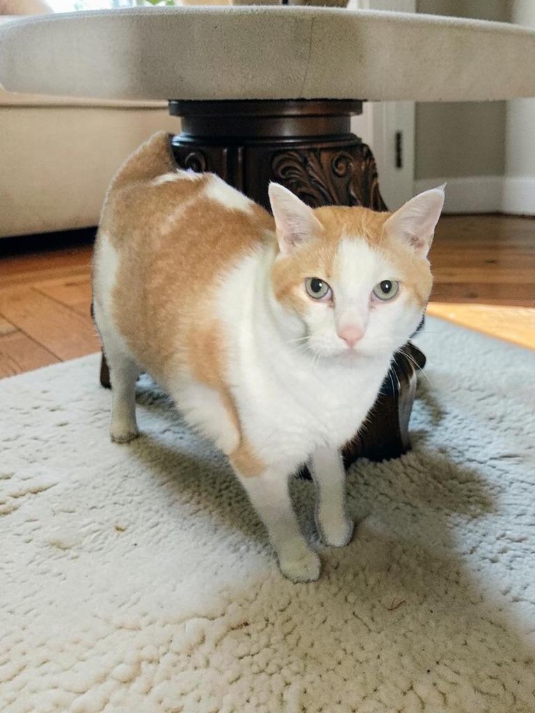 Iris, Adoptable, Senior Female Domestic Short Hair.