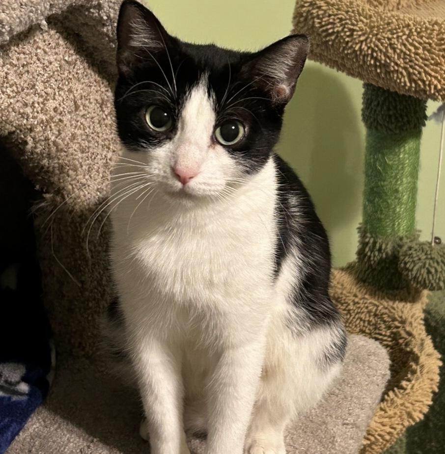 Honey, Adoptable, Adult Female Domestic Short Hair.