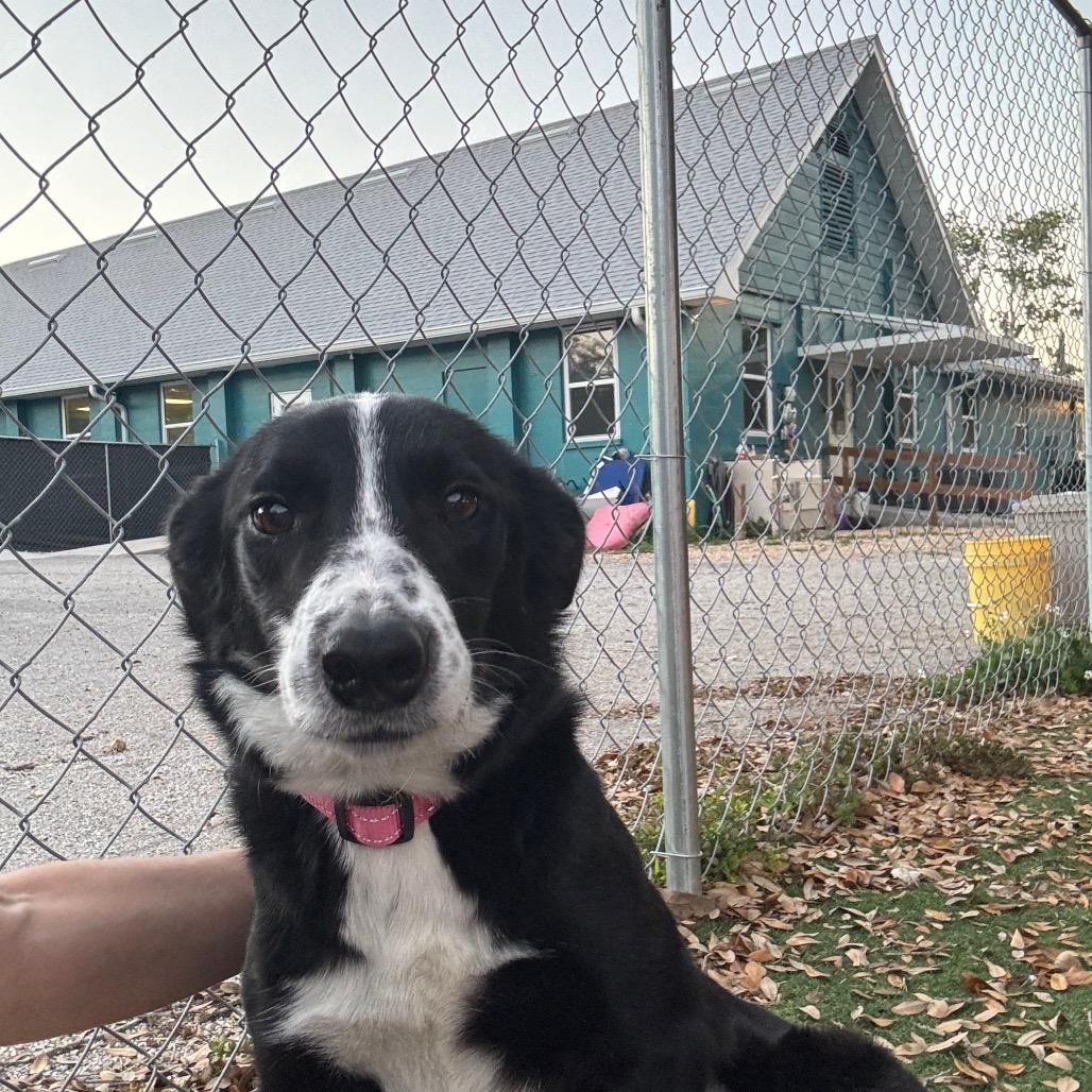 Skye — thumbnail 2