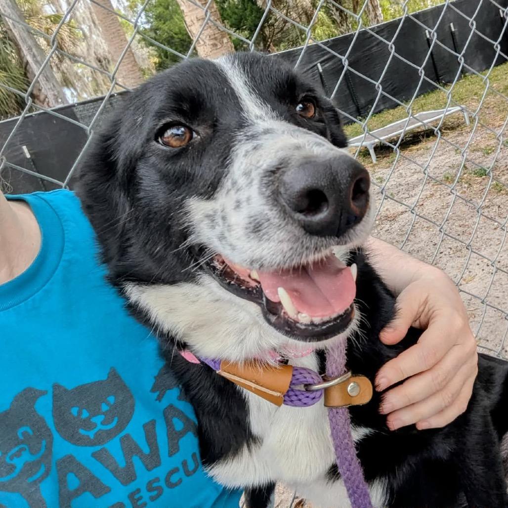 Skye — thumbnail 3