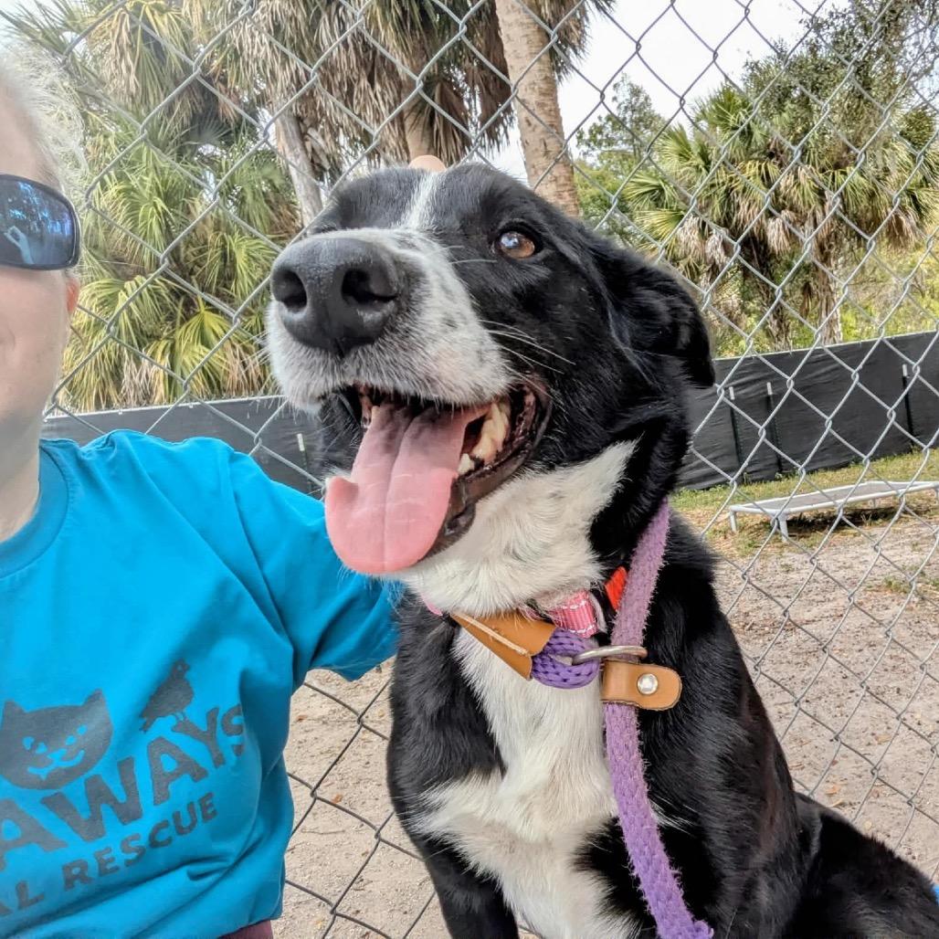 Skye — thumbnail 4