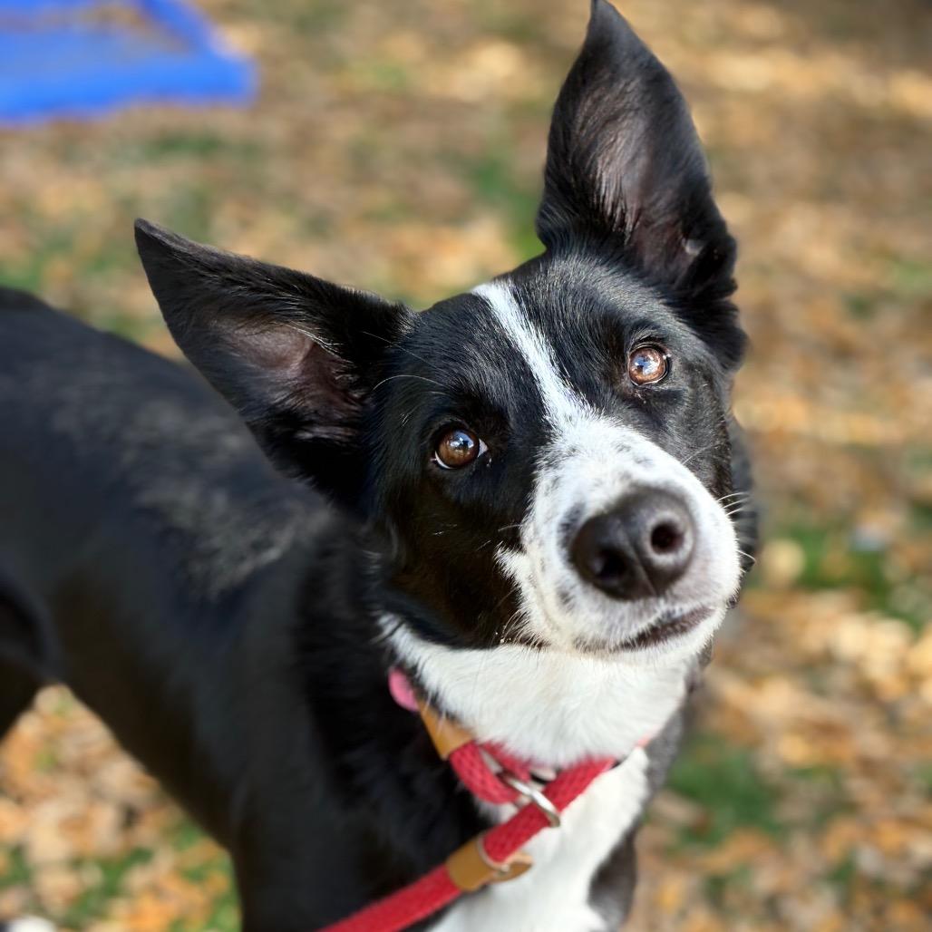 Skye — thumbnail 5