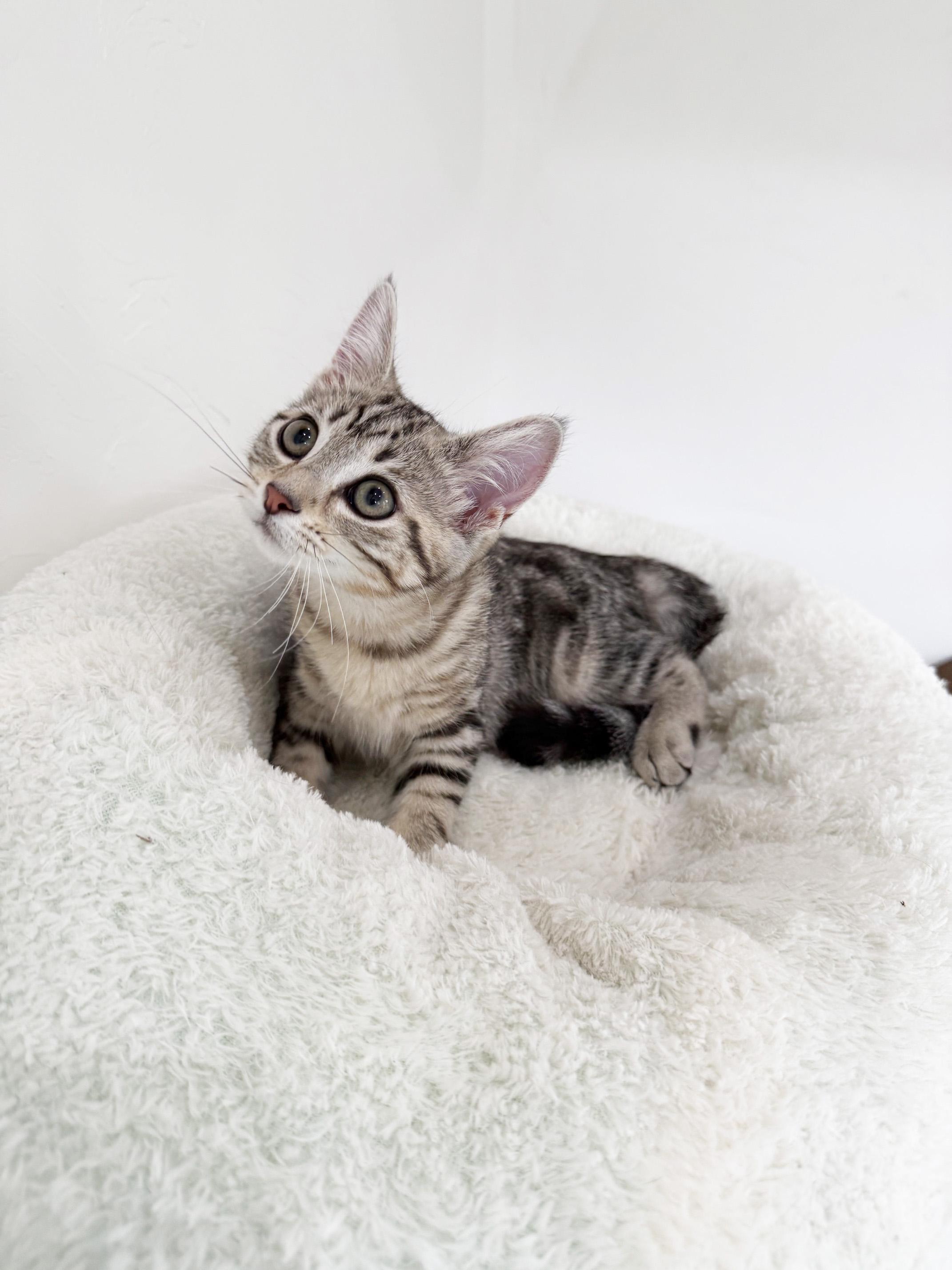 Daisy - friendly adorable little sweetie pie, an adopted Tabby in Neenah, WI image 2/5