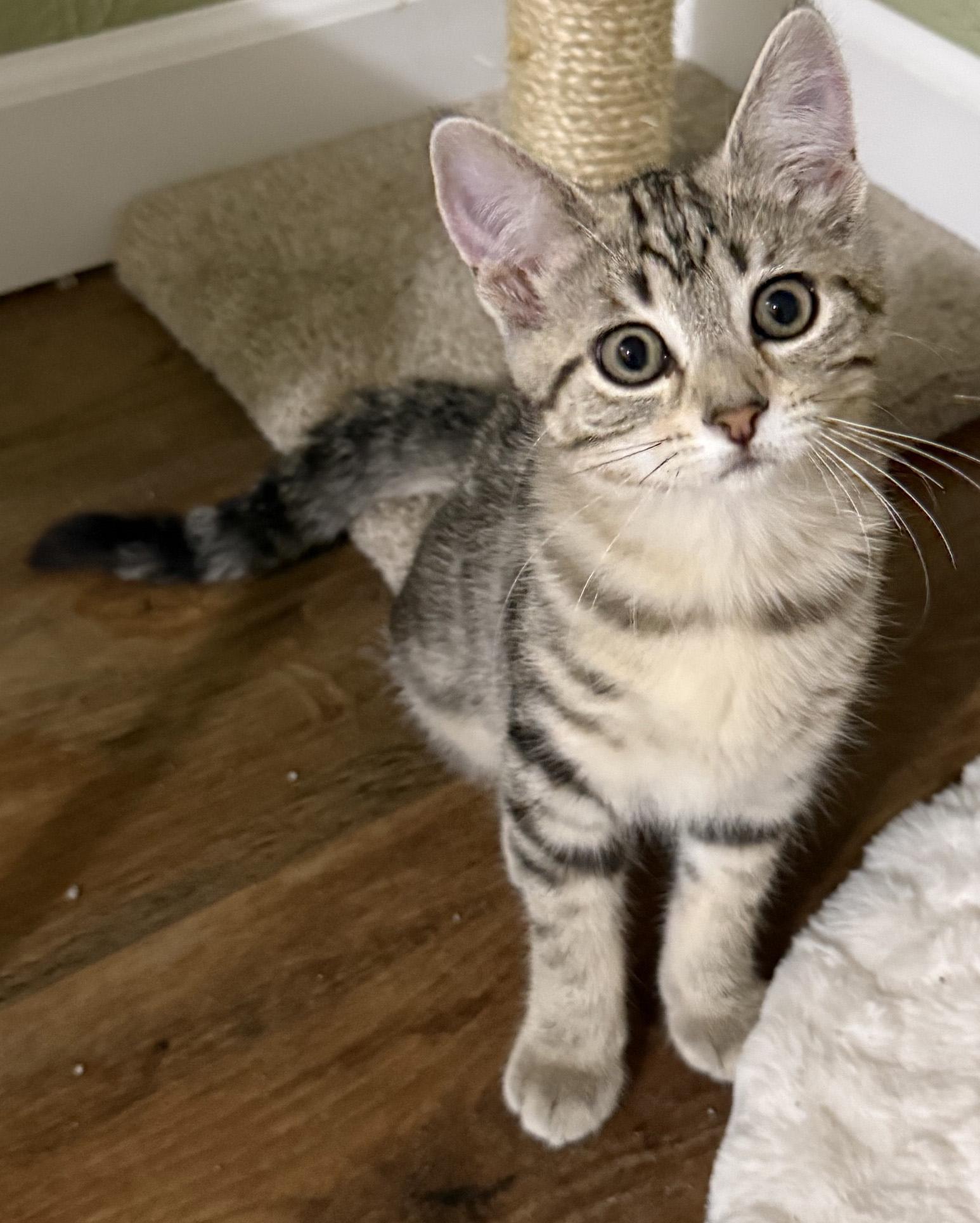 Daisy - friendly adorable little sweetie pie, an adopted Tabby in Neenah, WI image 3/5