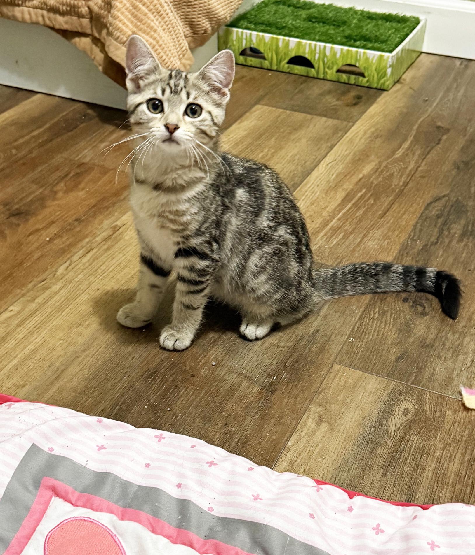 Daisy - friendly adorable little sweetie pie, an adopted Tabby in Neenah, WI image 4/5