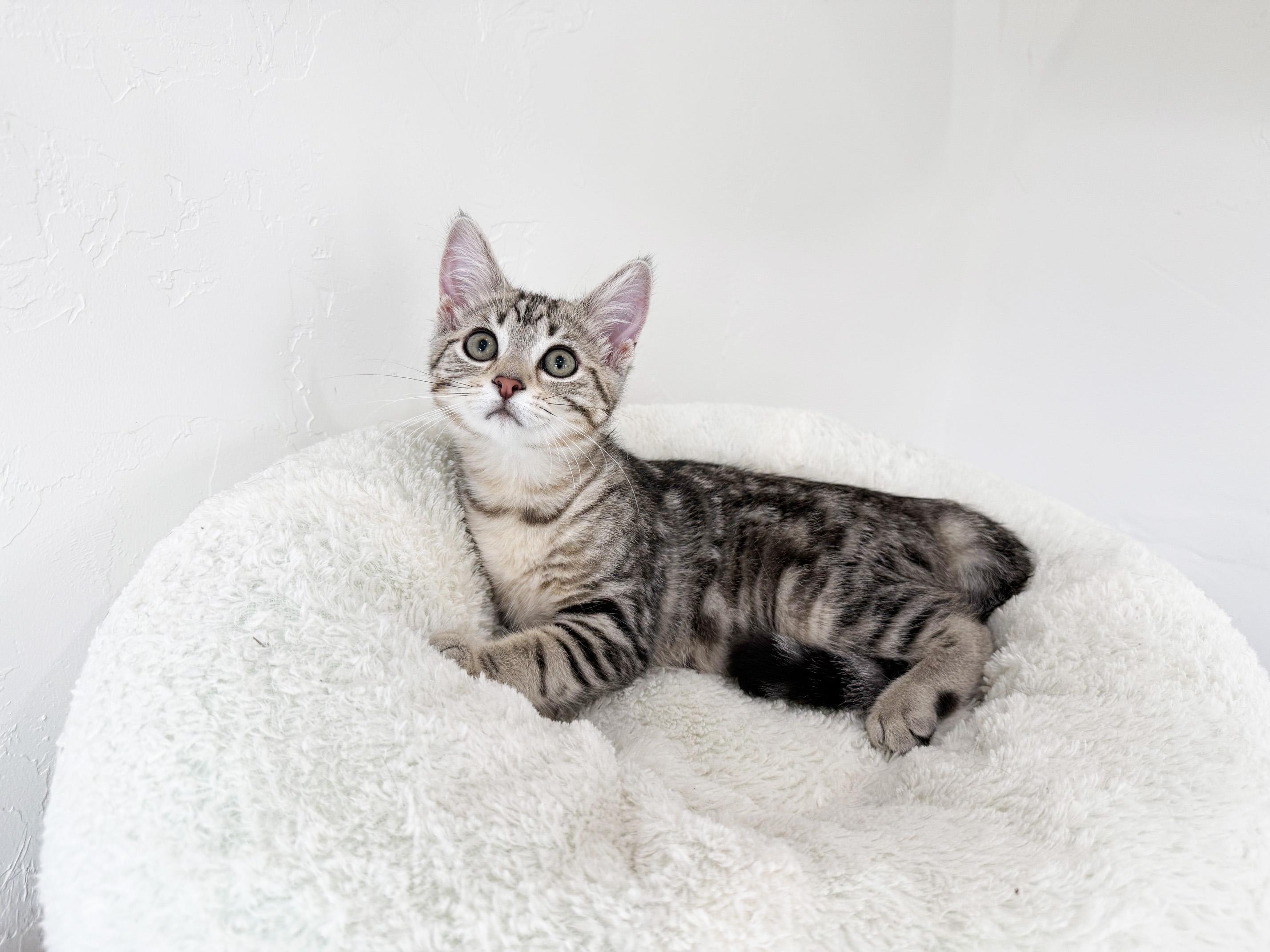 Daisy - friendly adorable little sweetie pie, an adopted Tabby in Neenah, WI image 1/5