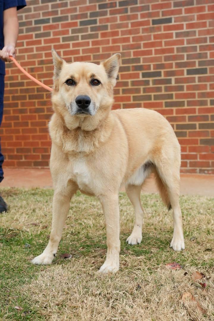 Barney, a Adoptable mixed breed in Stillwater, OK image 1/2