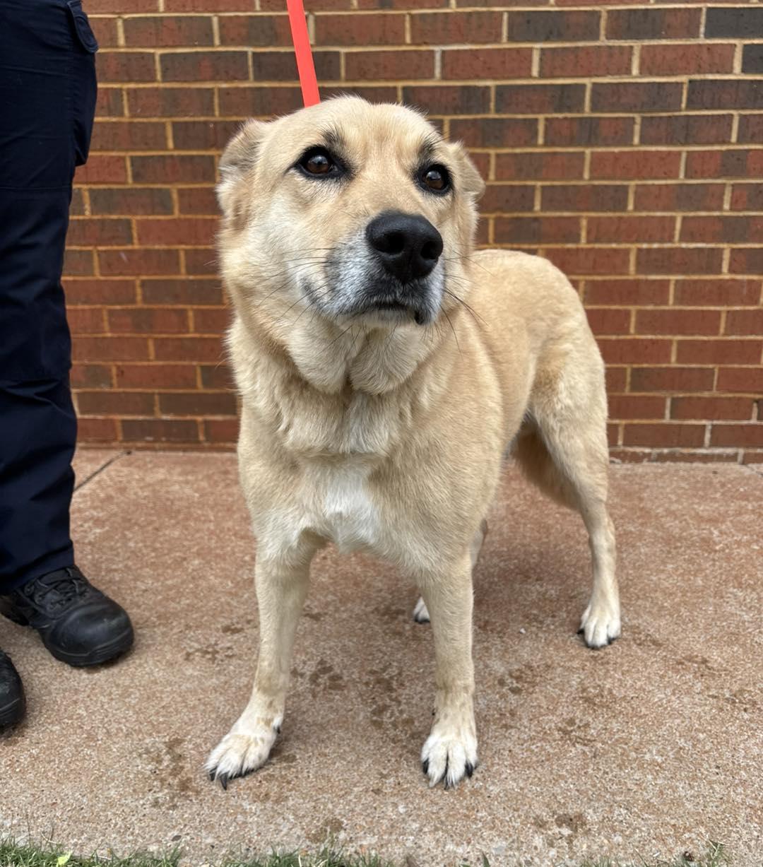 Barney, a Adoptable mixed breed in Stillwater, OK image 2/2