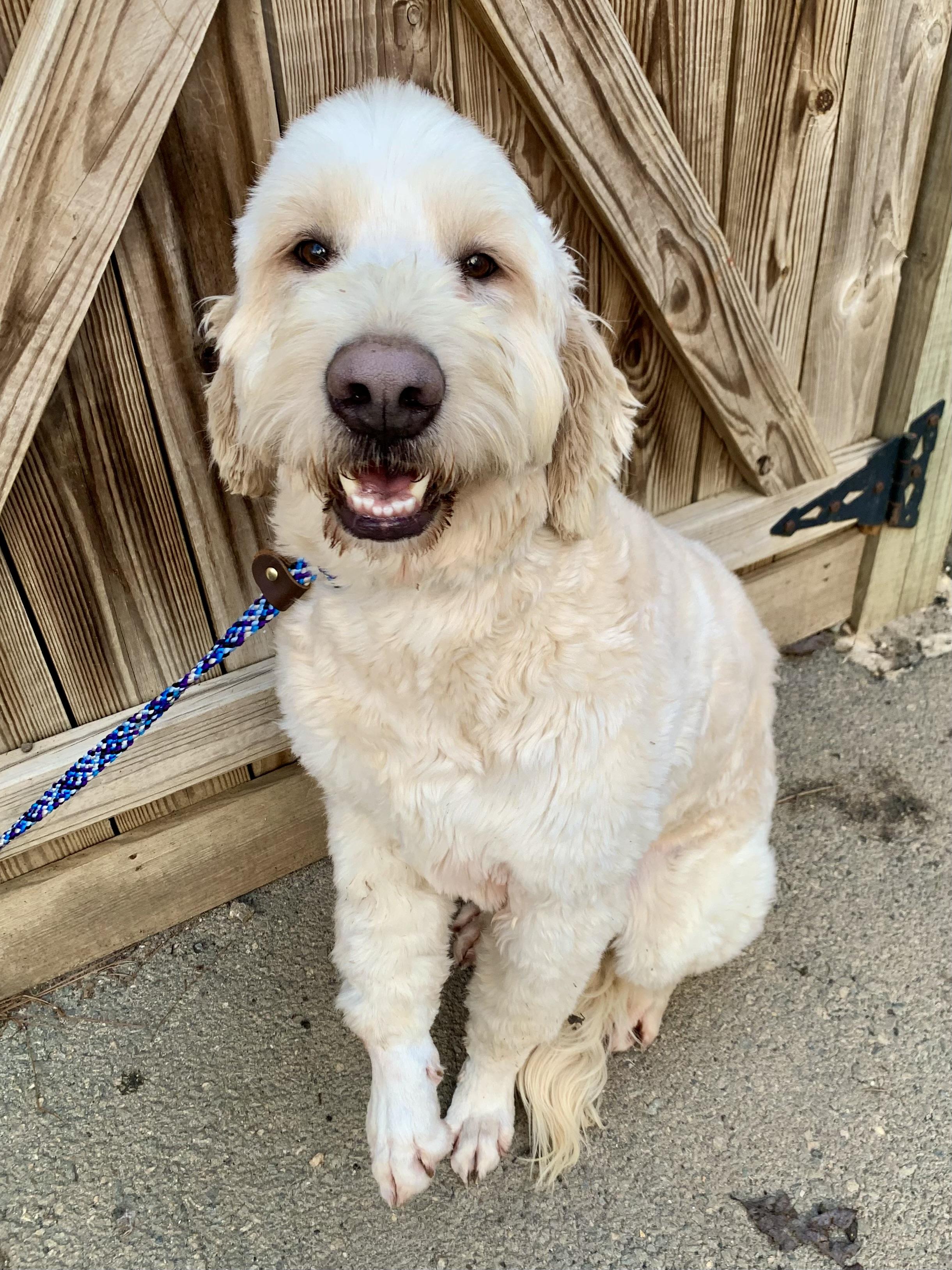 Enlarge Froggy , a ADOPTABLE Goldendoodle in Richmond, VA image 4/4