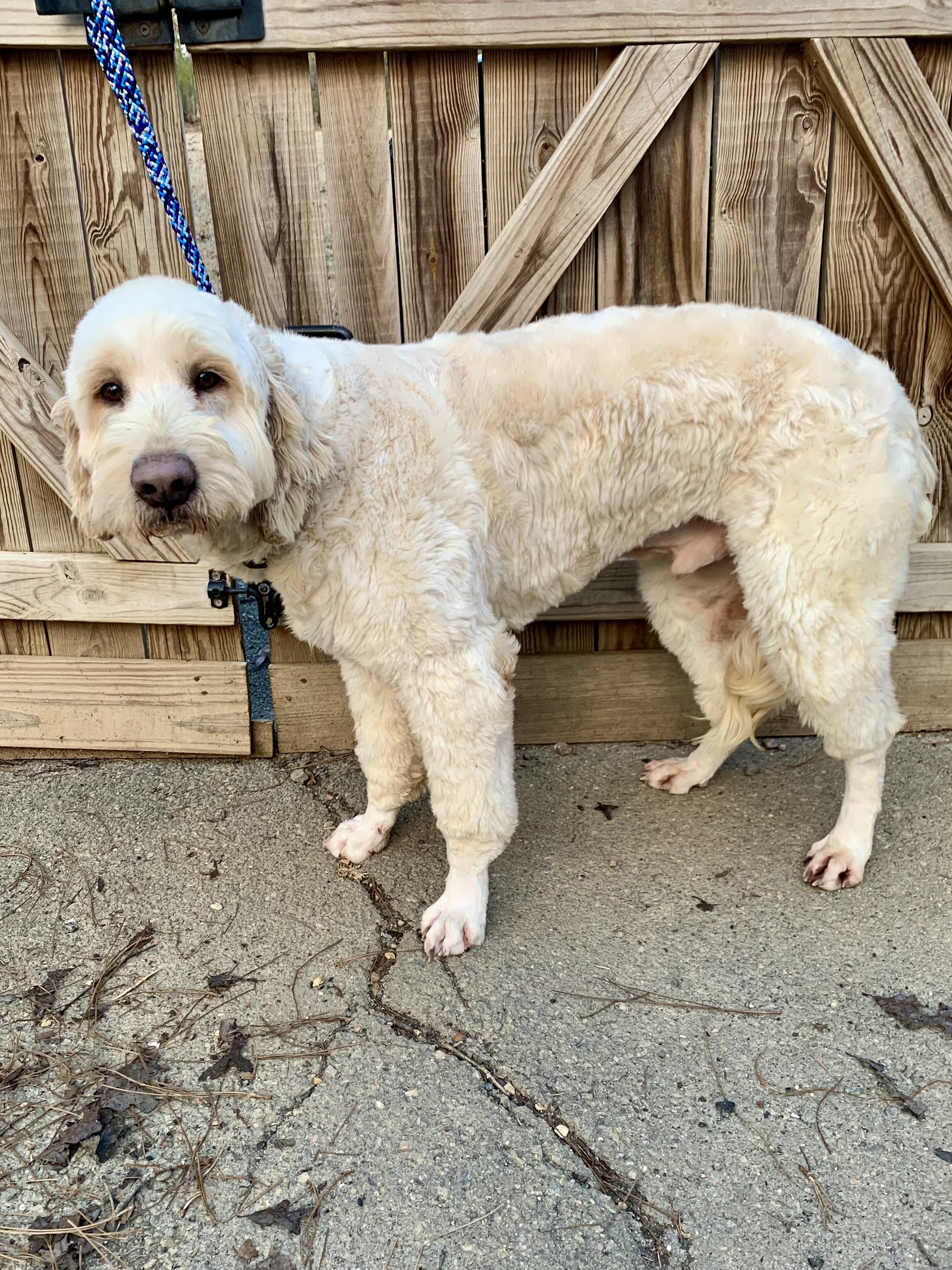 Enlarge Froggy , a ADOPTABLE Goldendoodle in Richmond, VA image 3/4