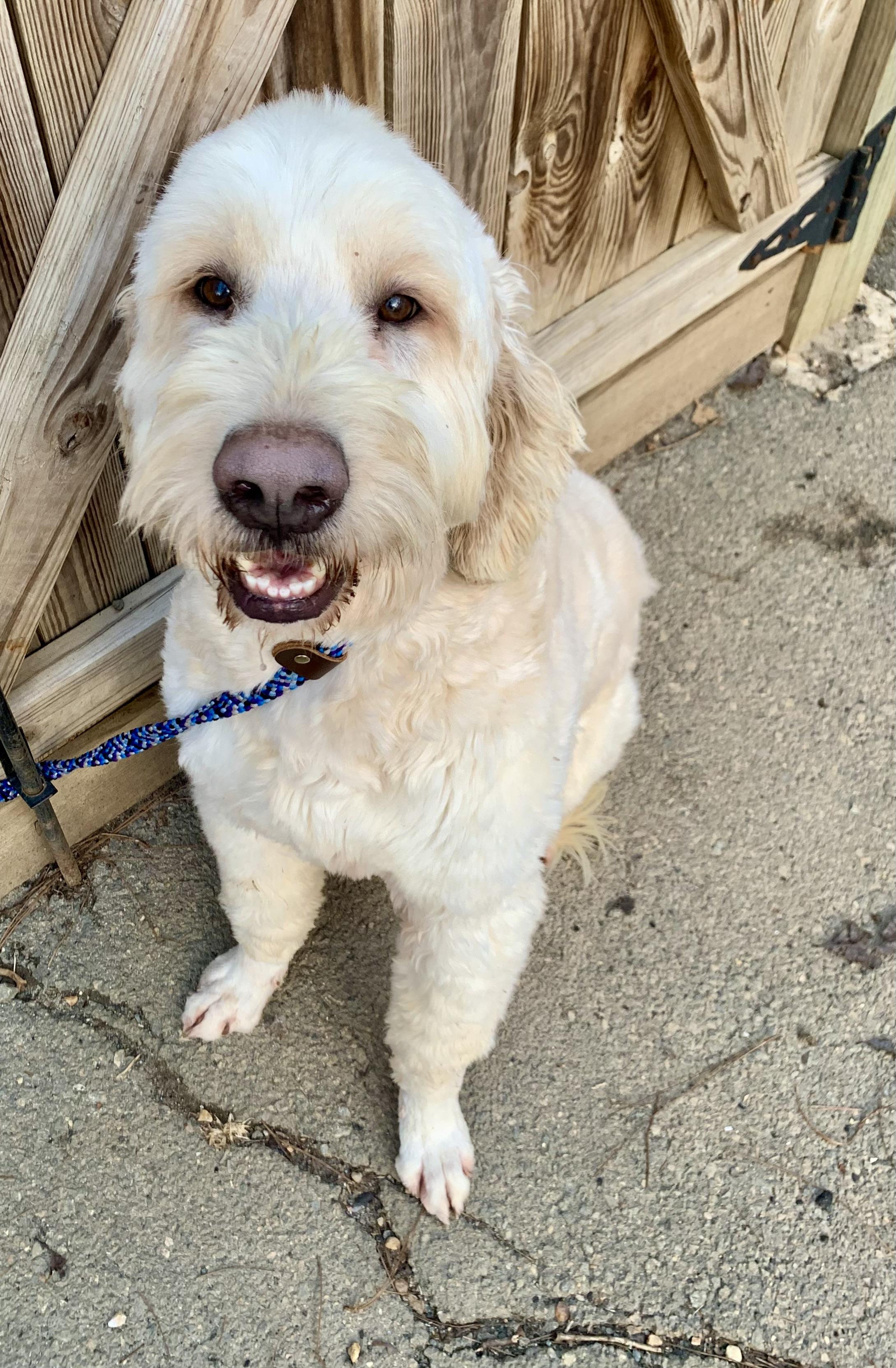 Enlarge Froggy , a ADOPTABLE Goldendoodle in Richmond, VA image 1/4