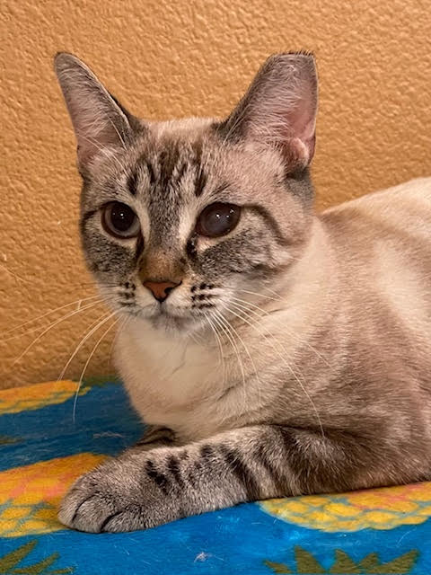 Carissa, Adoptable, Young Female Siamese.