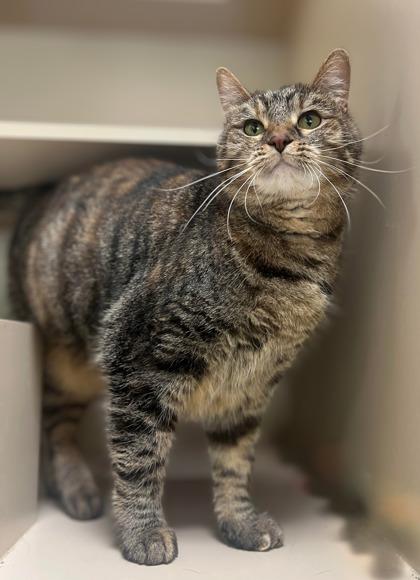 Enlarge Bora, an adoptable Domestic Short Hair in Quincy, IL image 1/1