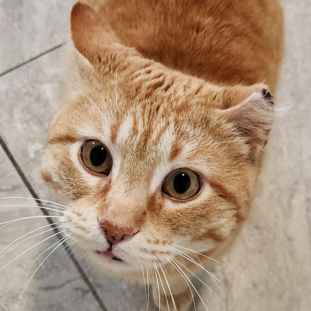 Cisco, Adoptable, Adult Male Domestic Short Hair.