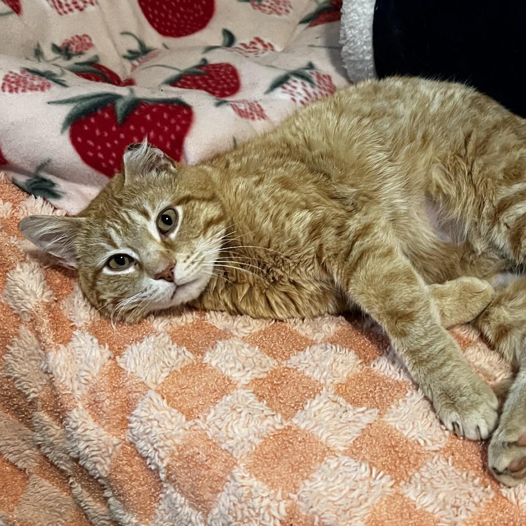 Enlarge Cisco, a Adoptable Domestic Short Hair in Brighton, MO image 2/6