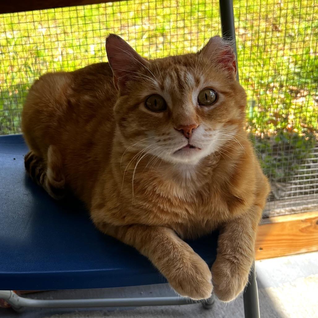 Enlarge Cisco, a Adoptable Domestic Short Hair in Brighton, MO image 4/6