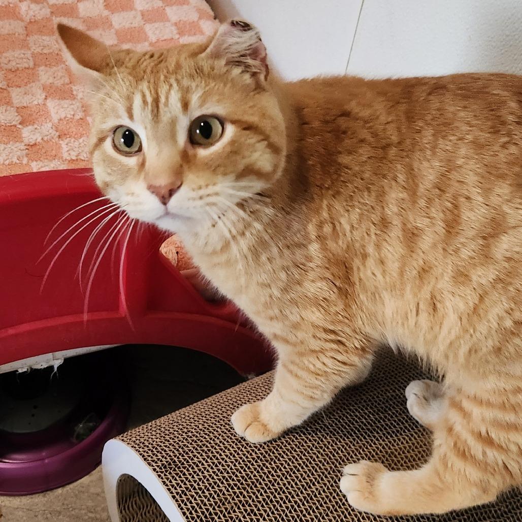 Enlarge Cisco, a Adoptable Domestic Short Hair in Brighton, MO image 5/6
