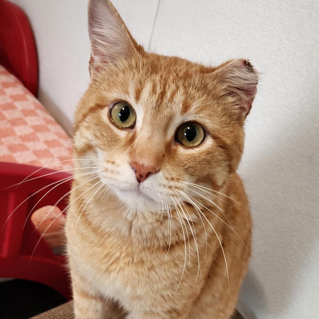 Enlarge Cisco, a Adoptable Domestic Short Hair in Brighton, MO image 6/6