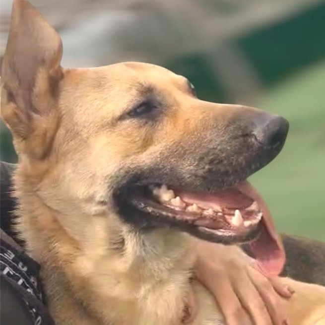 Enlarge Ms. Sunshine Sasha, a ADOPTABLE mixed breed in Ridgefield, WA image 3/5