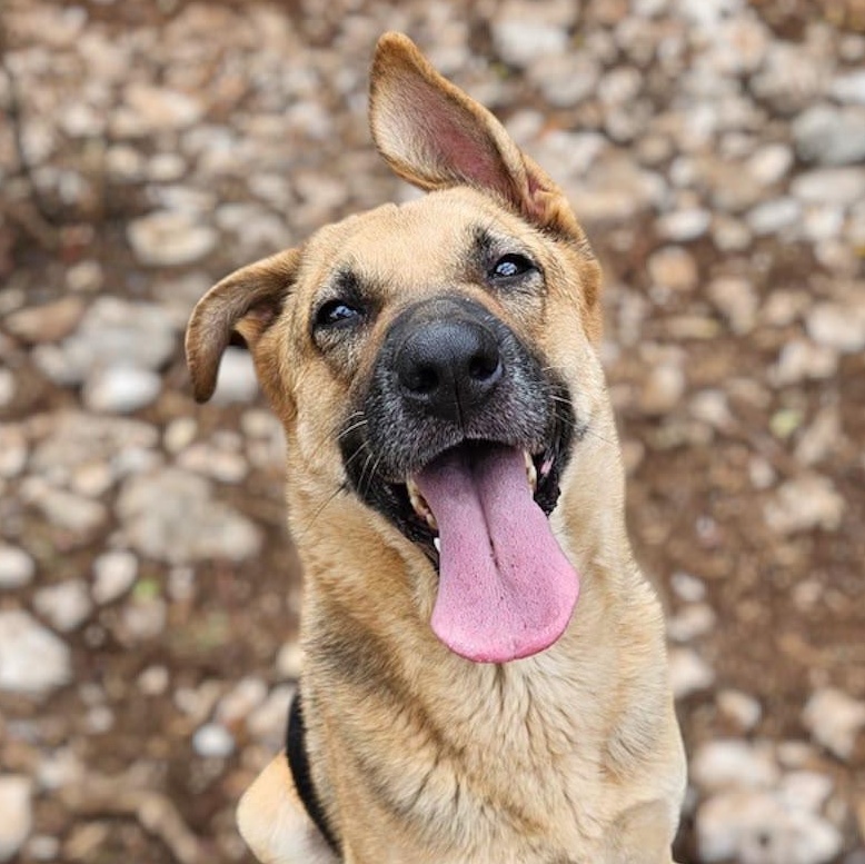 Ms. Sunshine Sasha, ADOPTABLE, Adult Female German Shepherd Dog.