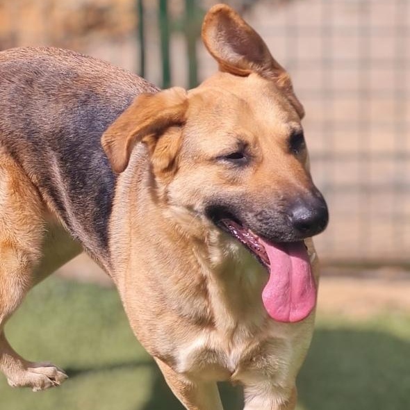 Enlarge Ms. Sunshine Sasha, a ADOPTABLE mixed breed in Ridgefield, WA image 4/5