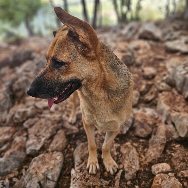 Enlarge Ms. Sunshine Sasha, a ADOPTABLE mixed breed in Ridgefield, WA image 2/5