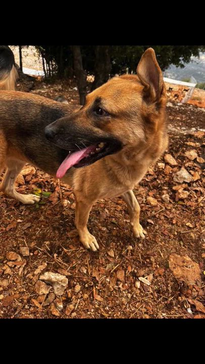 Enlarge Ms. Sunshine Sasha, a ADOPTABLE mixed breed in Ridgefield, WA video 5/5