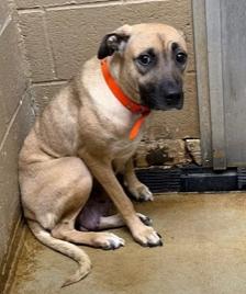 Enlarge SYBLE - Needs a foster or foster to adopt, a Adoptable mixed breed in Largo, FL image 4/6