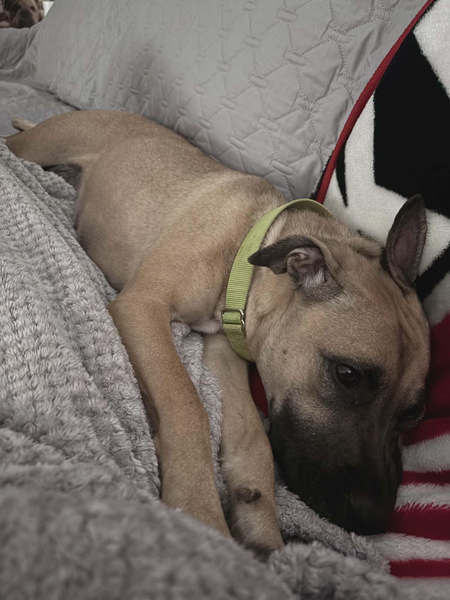 Enlarge SYBLE - Needs a foster or foster to adopt, a Adoptable mixed breed in Largo, FL image 6/6