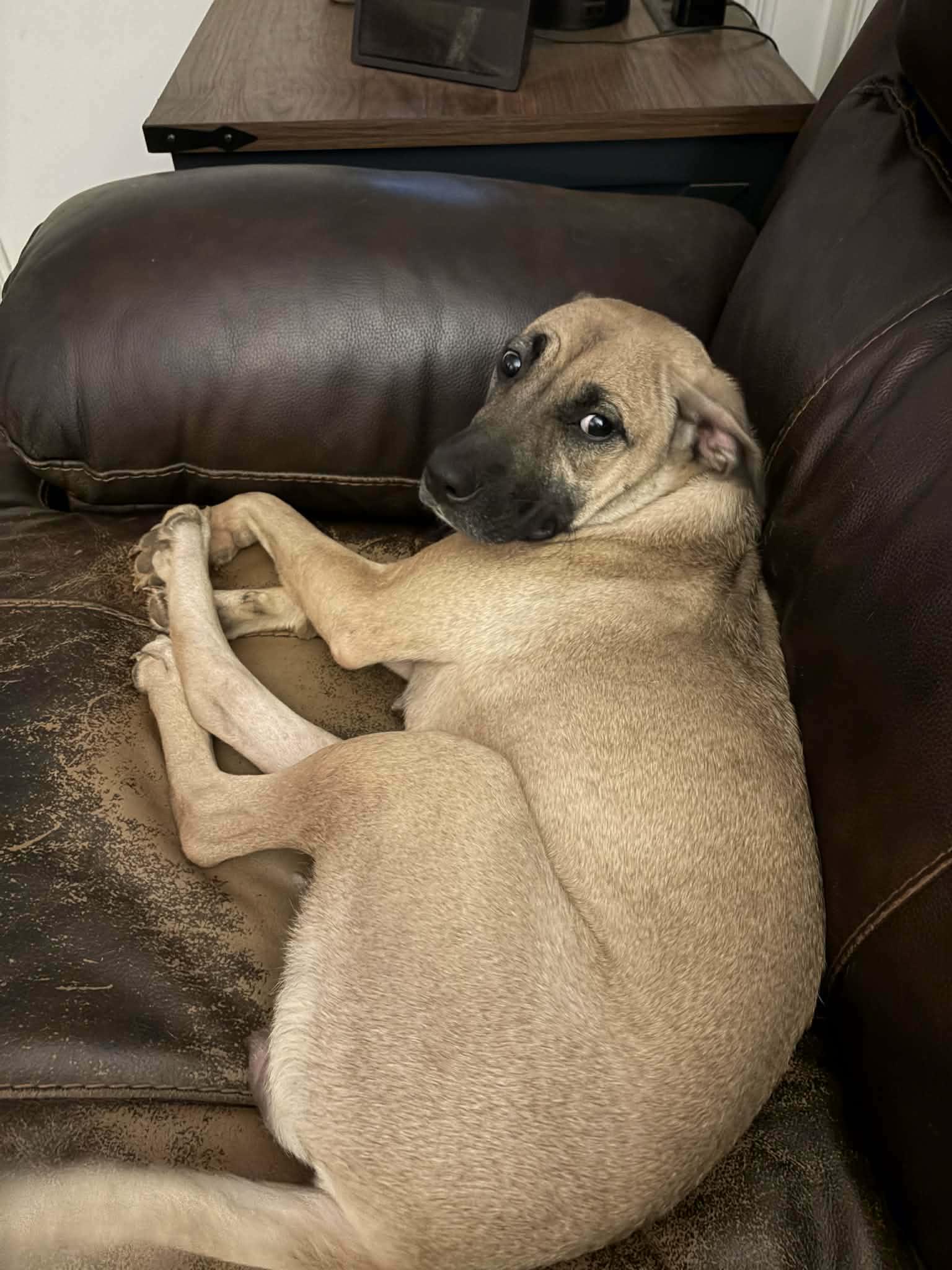 Enlarge SYBLE - Needs a foster or foster to adopt, a Adoptable mixed breed in Largo, FL image 5/6