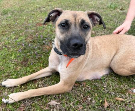 Enlarge SYBLE - Needs a foster or foster to adopt, a Adoptable mixed breed in Largo, FL image 2/6