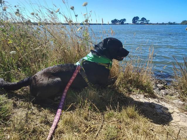 COSMO, Adoptable, Young Male Labrador Retriever & Mixed Breed.