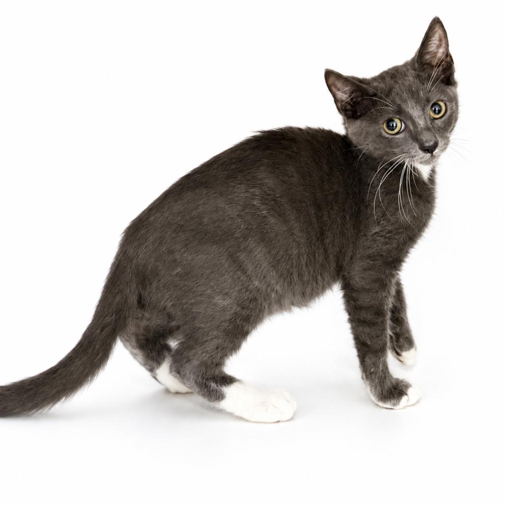 Cayman, Adoptable, Young Male Domestic Short Hair.