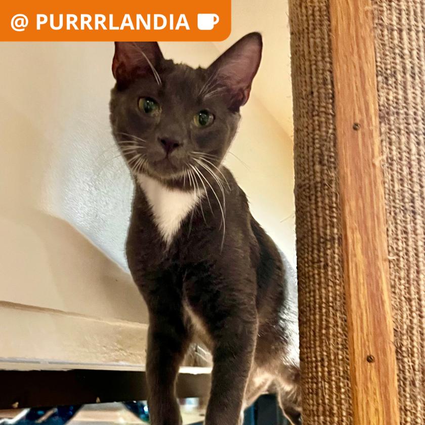 Enlarge Cayman, a Adoptable Domestic Short Hair in Los Angeles, CA image 2/2