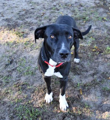 Holly, adopted, Senior Female Labrador Retriever & Pit Bull Terrier.