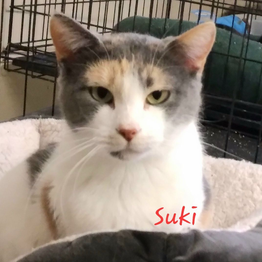 Suki, a Adoptable Domestic Short Hair in Colfax, IA image 1/3