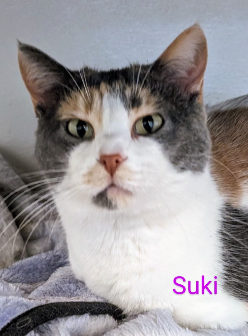Suki, a Adoptable Domestic Short Hair in Colfax, IA image 2/3