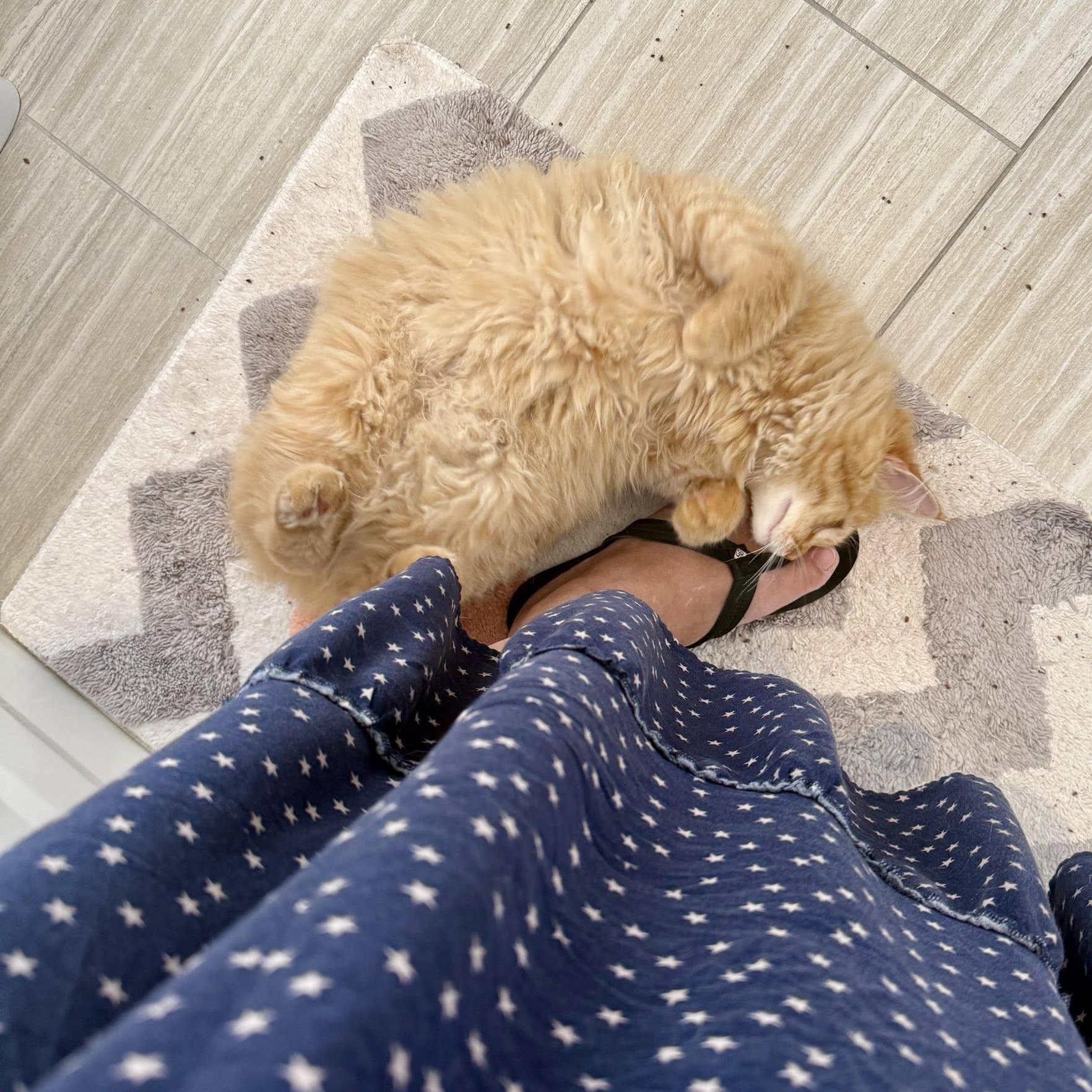 Enlarge Chase, an adopted Domestic Long Hair in Queen Creek, AZ image 6/6